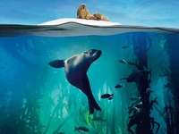 蓝色星球 第二季 2017 纪录片 豆瓣 9.8